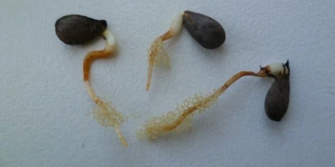 Kako uzgajati stablo jabuke iz sjemena